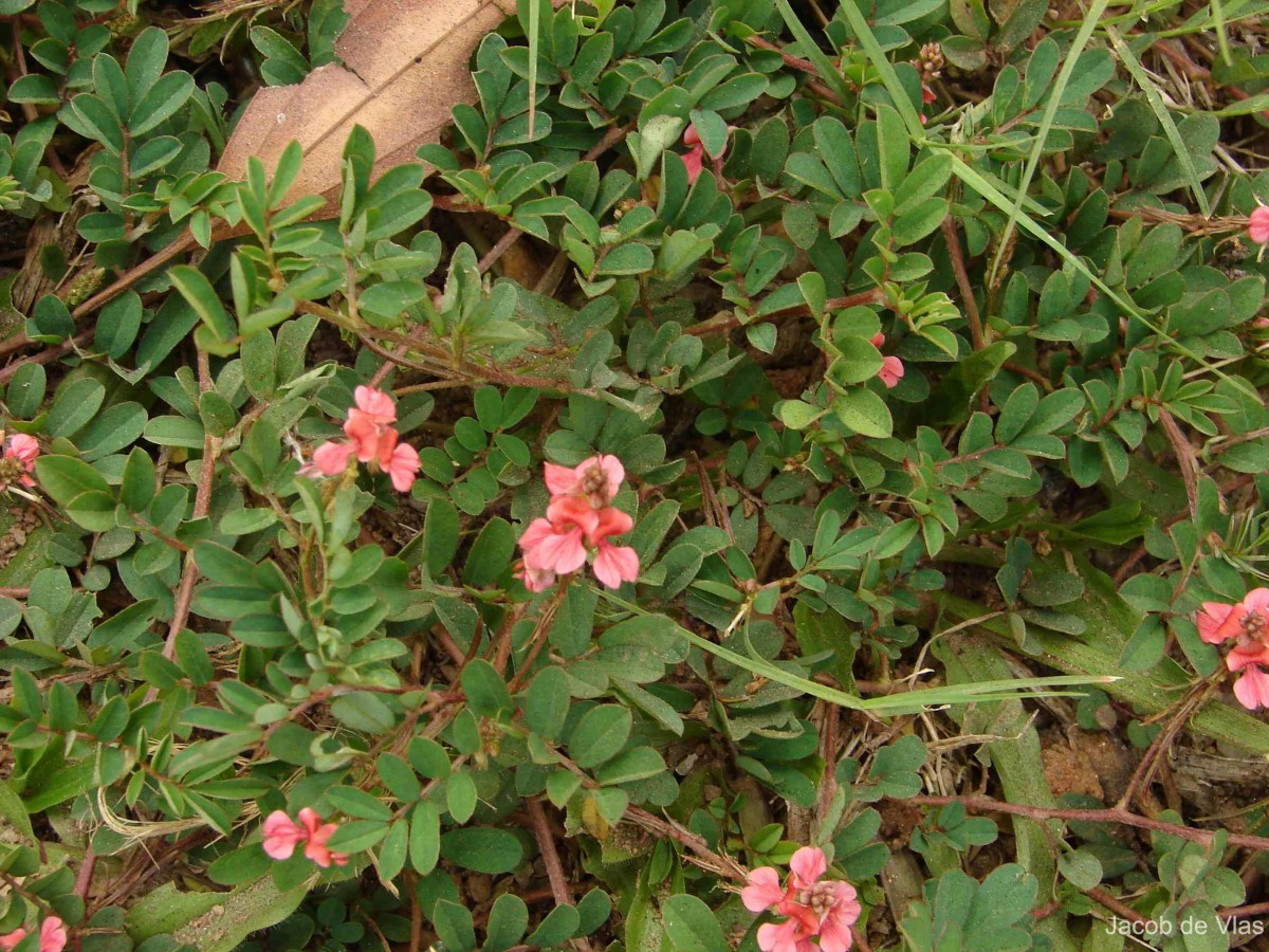 Indigofera spicata Forssk.